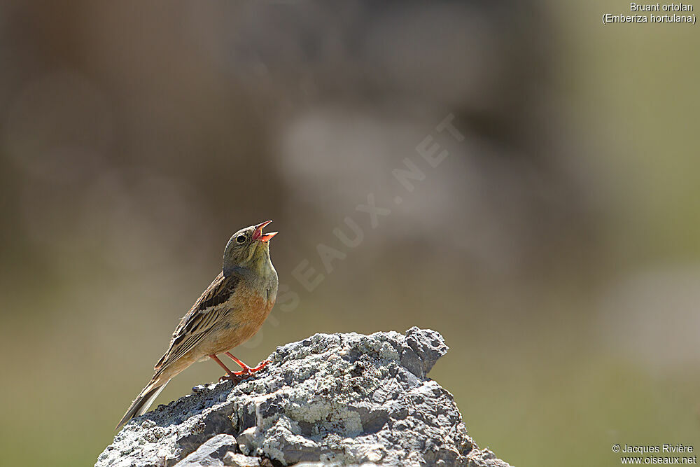 Bruant ortolan mâle adulte, identification, chant