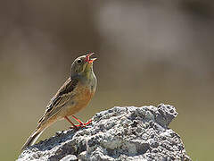 Ortolan Bunting