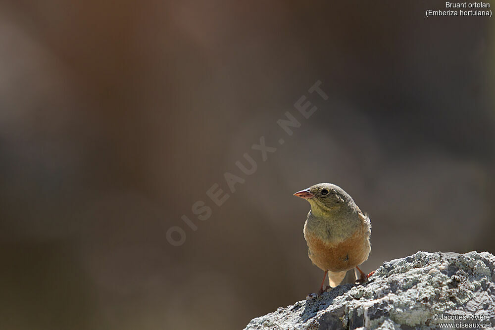 Bruant ortolan mâle adulte, identification