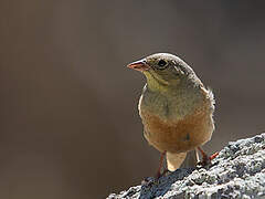 Ortolan Bunting