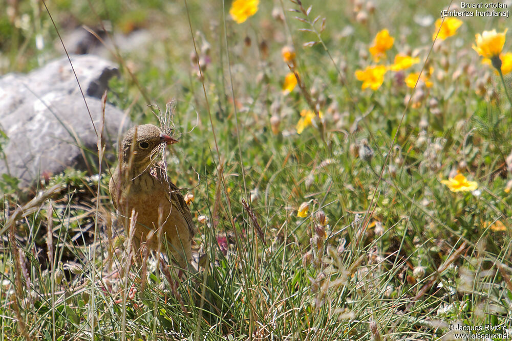 Ortolan Bunting female adult breeding, identification, Reproduction-nesting