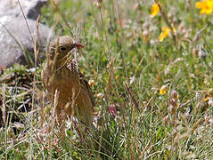 Ortolan Bunting