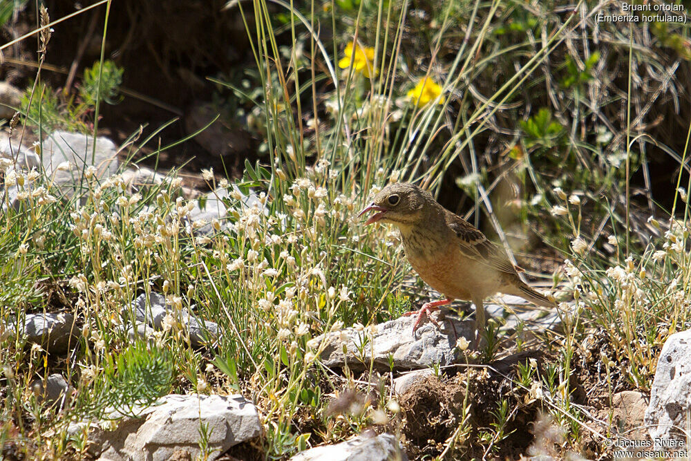 Ortolan Bunting female adult breeding, identification, walking