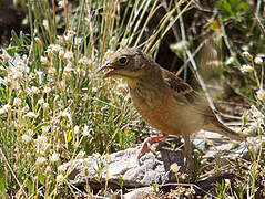 Ortolan Bunting