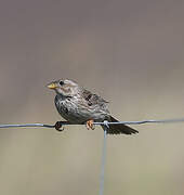 Corn Bunting