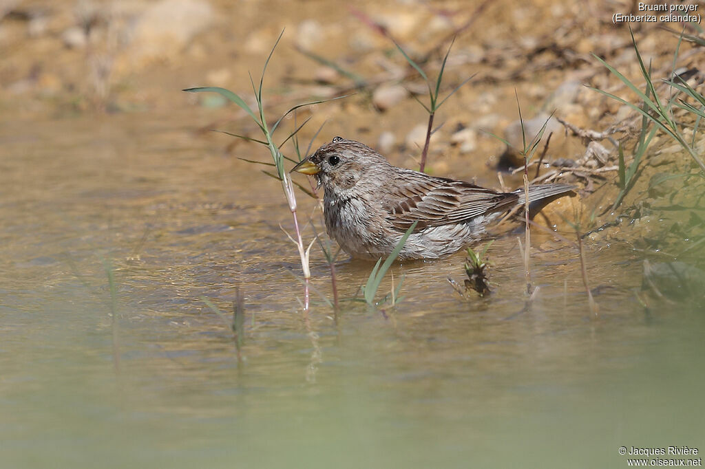 Corn Bunting, care