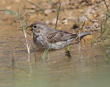 Corn Bunting