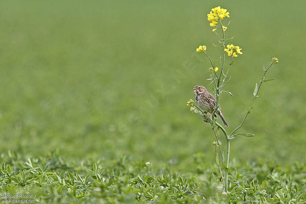 Corn Bunting male adult, habitat