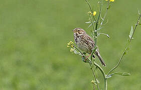 Corn Bunting