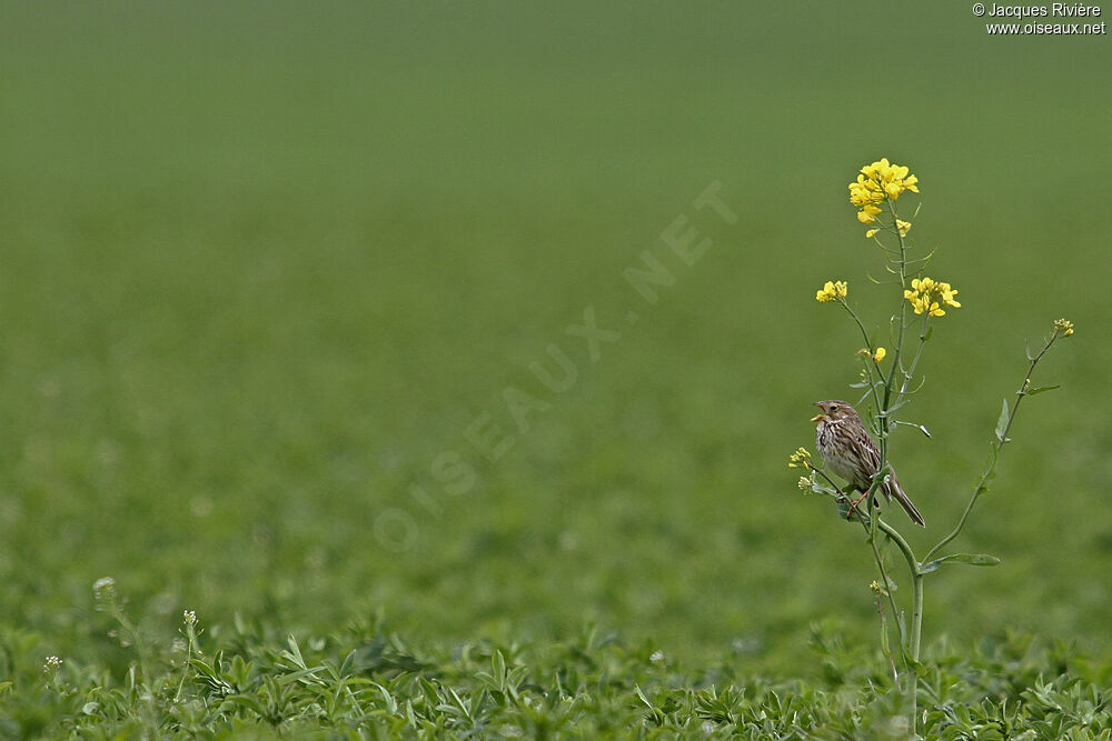 Corn Bunting male adult breeding, song