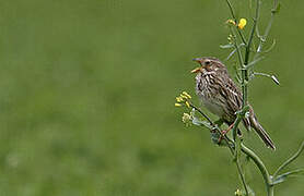 Corn Bunting