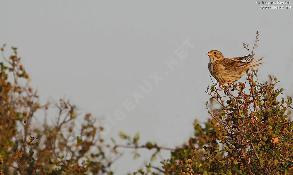 Corn Bunting