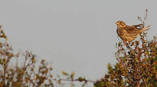 Corn Bunting