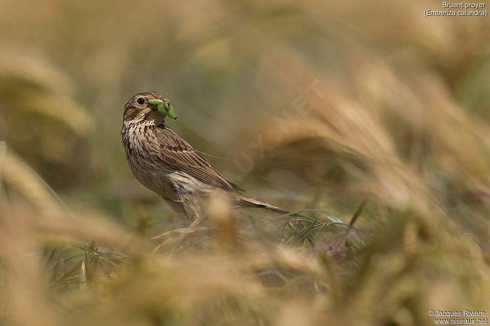 Bruant proyeradulte nuptial, identification, mange, Nidification