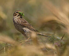 Corn Bunting