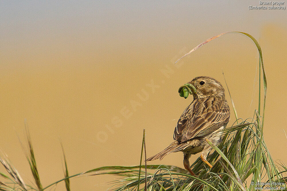 Corn Buntingadult breeding, identification, eats, Reproduction-nesting