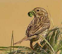 Corn Bunting