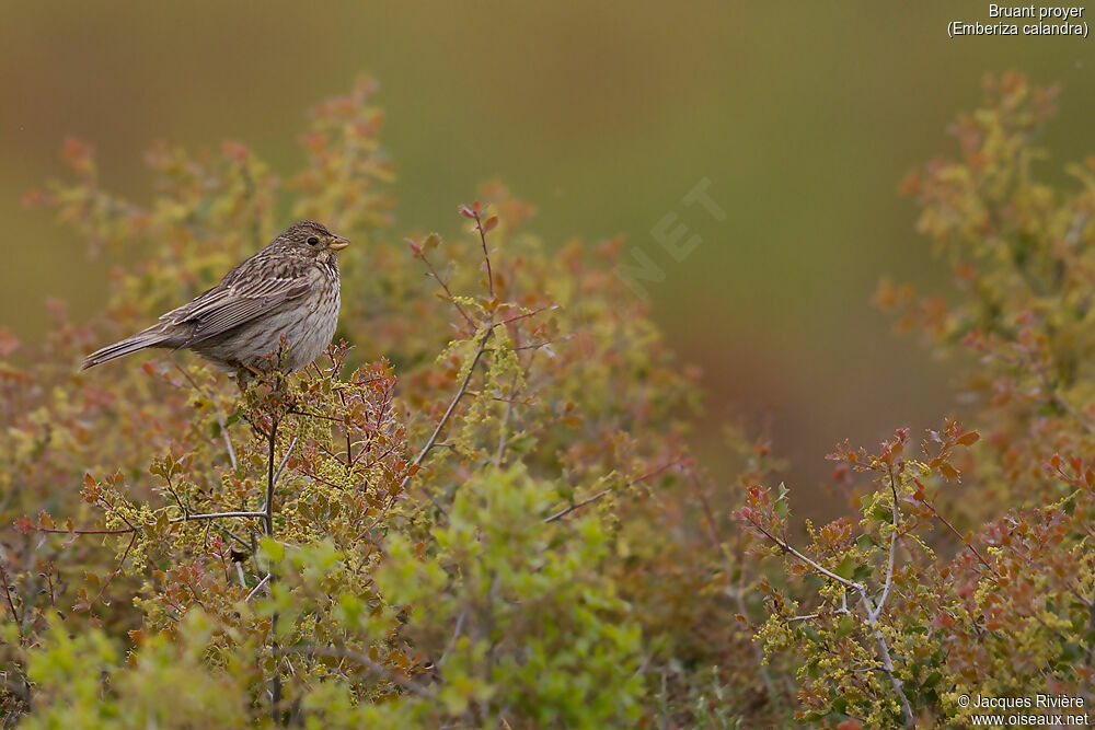 Corn Bunting male adult breeding, identification