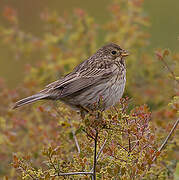 Corn Bunting