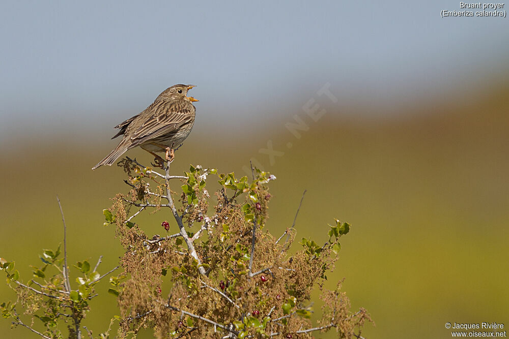 Corn Bunting male adult breeding, identification, song