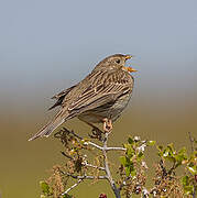 Corn Bunting