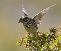 Corn Bunting