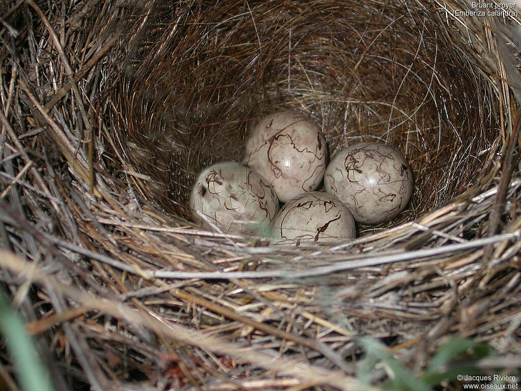 Corn Bunting, identification, Reproduction-nesting