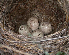 Corn Bunting