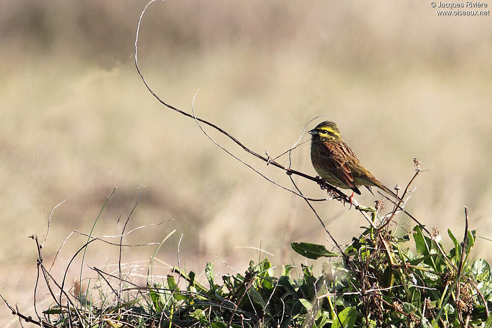 Cirl Bunting male adult breeding