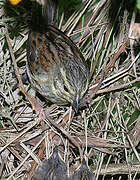 Cirl Bunting