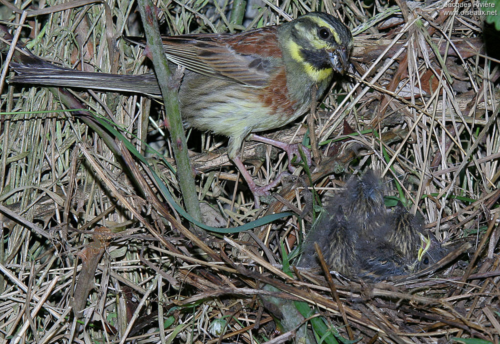 Bruant zizi mâle adulte nuptial