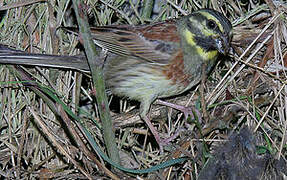 Cirl Bunting