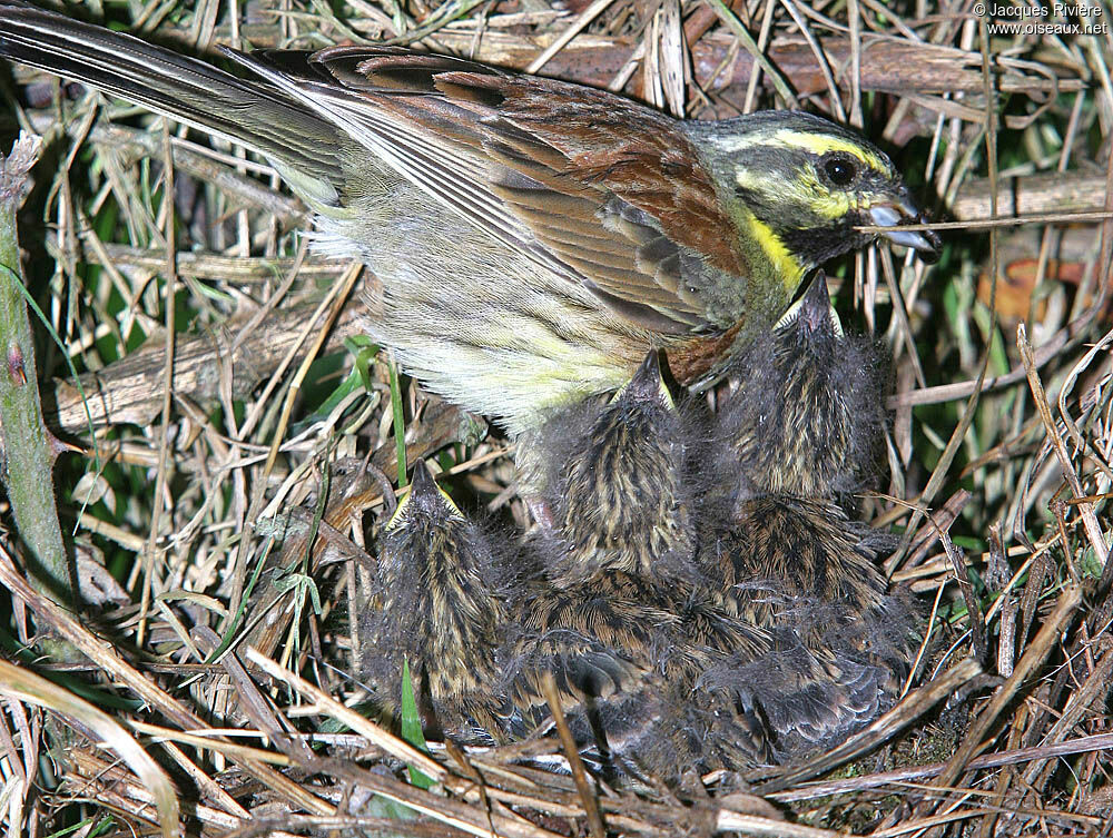 Cirl Bunting male adult breeding, Reproduction-nesting