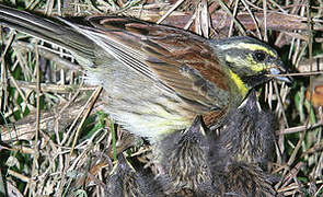 Cirl Bunting