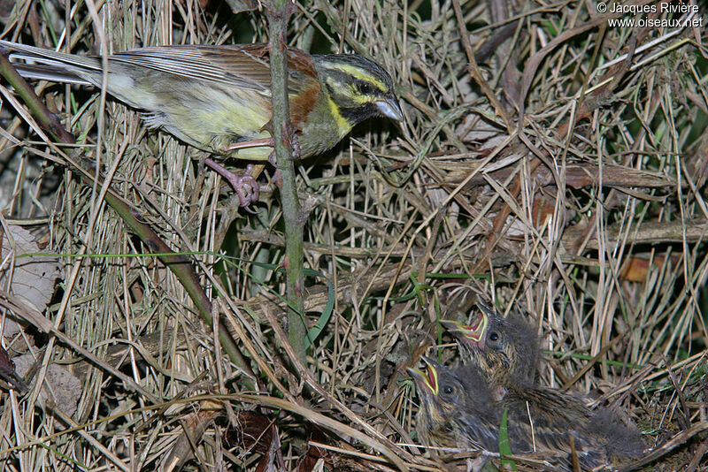 Cirl Bunting male adult breeding, Reproduction-nesting