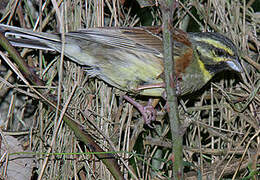 Cirl Bunting