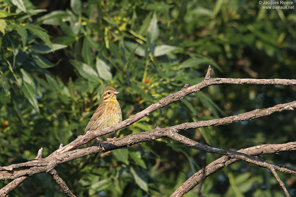 Cirl Bunting female adult breeding