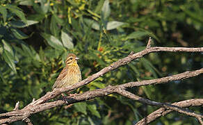 Cirl Bunting