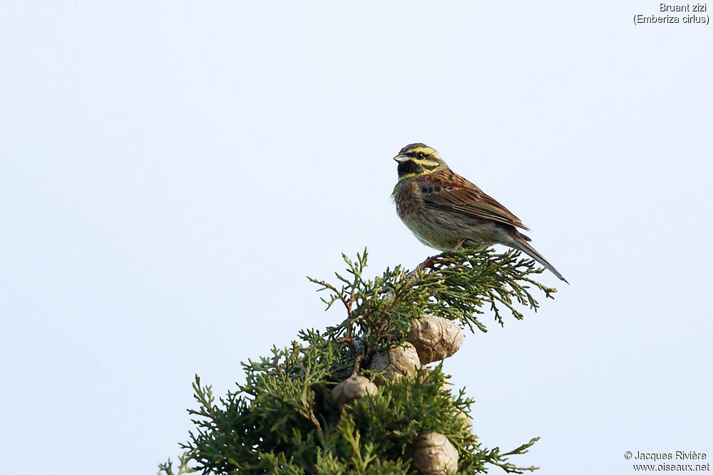 Cirl Bunting male adult breeding, identification