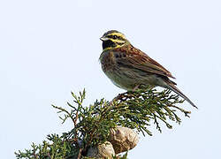 Cirl Bunting