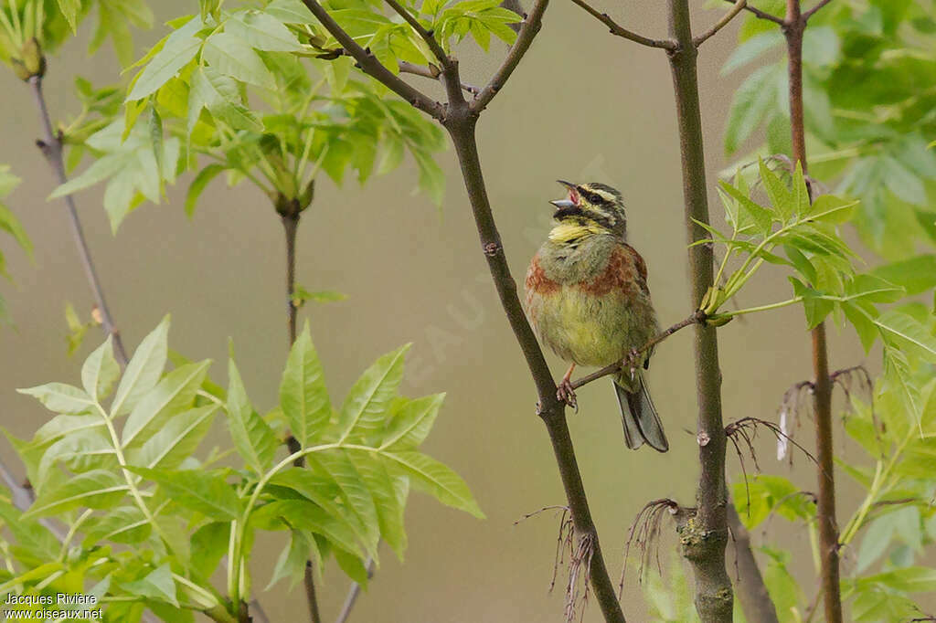 Cirl Bunting male adult breeding, habitat, song