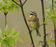 Cirl Bunting