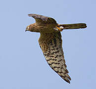 Montagu's Harrier