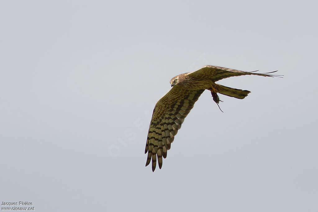 Busard cendré femelle adulte nuptial, Vol, régime, pêche/chasse