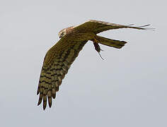 Montagu's Harrier