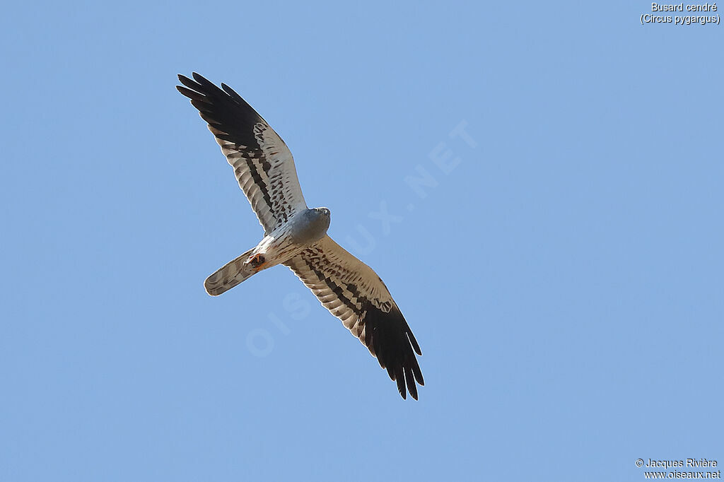 Montagu's Harrier male adult breeding, Flight