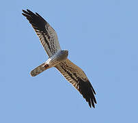 Montagu's Harrier