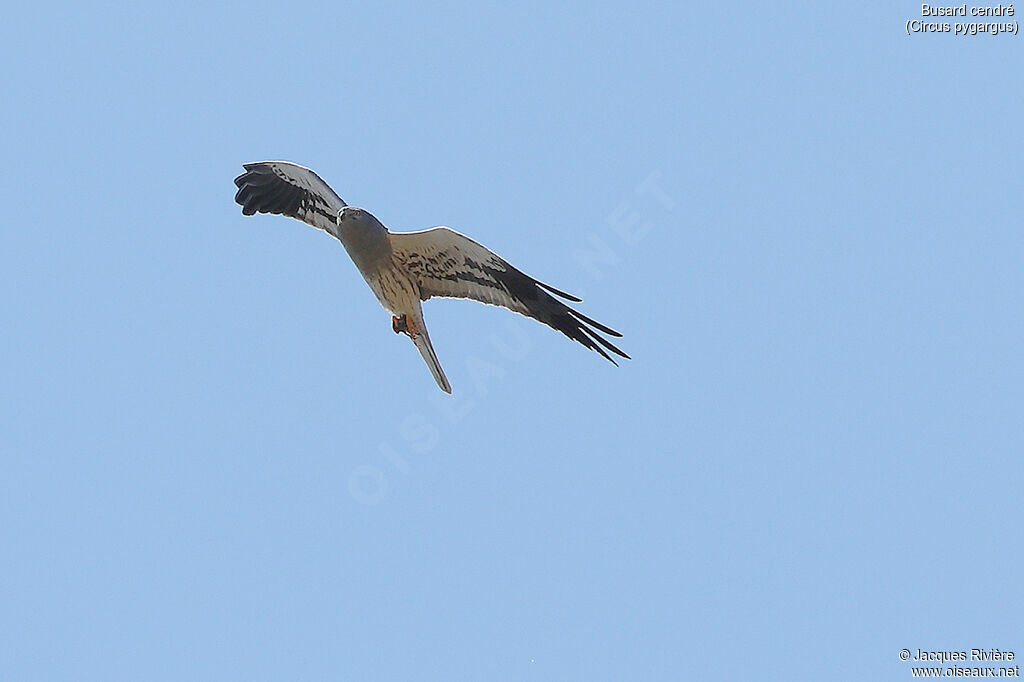 Montagu's Harrier male adult breeding, Flight