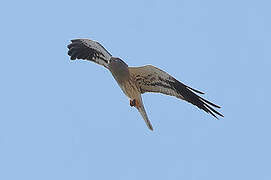 Montagu's Harrier