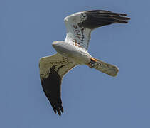 Montagu's Harrier